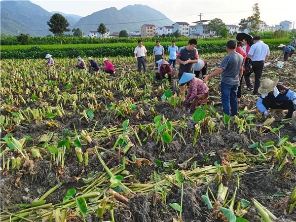 宣州区菜办新型农业经营主体带头人芋头种植培训班开展能力拓展培训