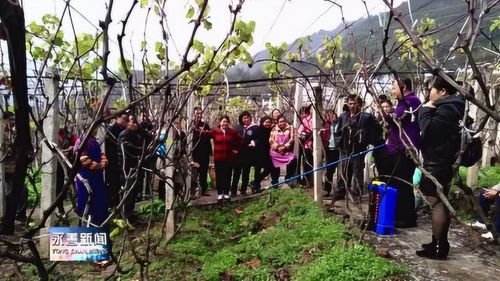 市县农业局技术人员到桧溪镇开展葡萄栽培技术培训