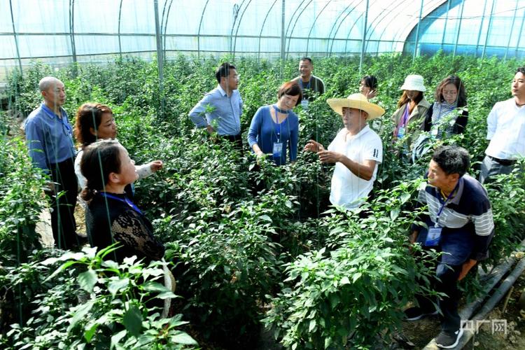 学员在田园综合体实训基地,了解大棚辣椒的种植技术(央广网发  王春华