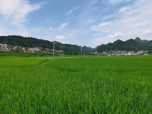 施秉县组织开展水稻中后期管理栽培技术培训会